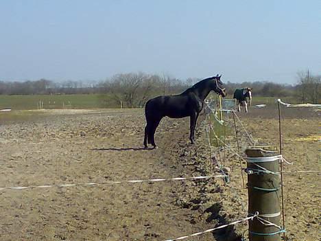 Hannoveraner Dream-Star billede 16