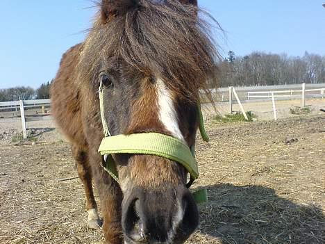 Anden særlig race Victor - hans søde hovede  billede 4