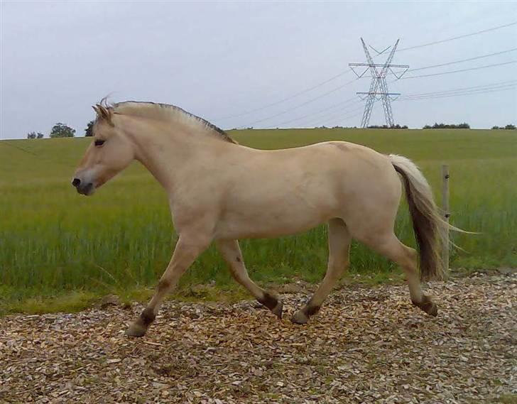 Fjordhest Tøsen - Tøsen min dejlige fjordpige. billede 1
