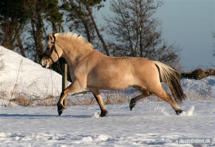 Fjordhest Tøsen - Fotograf Røsle Dyre billede 2