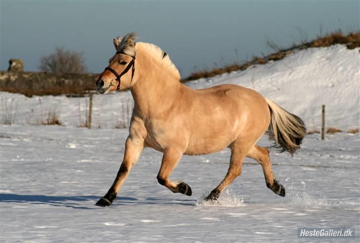 Fjordhest Tøsen - Fotograf Røsle Dyre billede 3