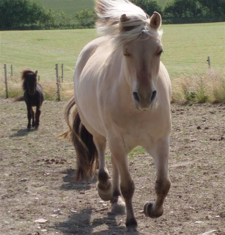 Fjordhest Tøsen billede 4