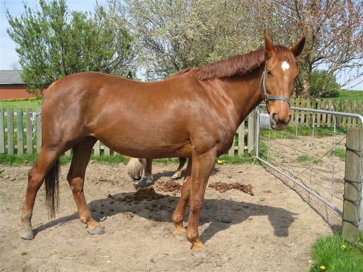 Dansk Varmblod Windy   - ´Hejsa og velkommen til Windys Profil... Det her er Windy billede 1