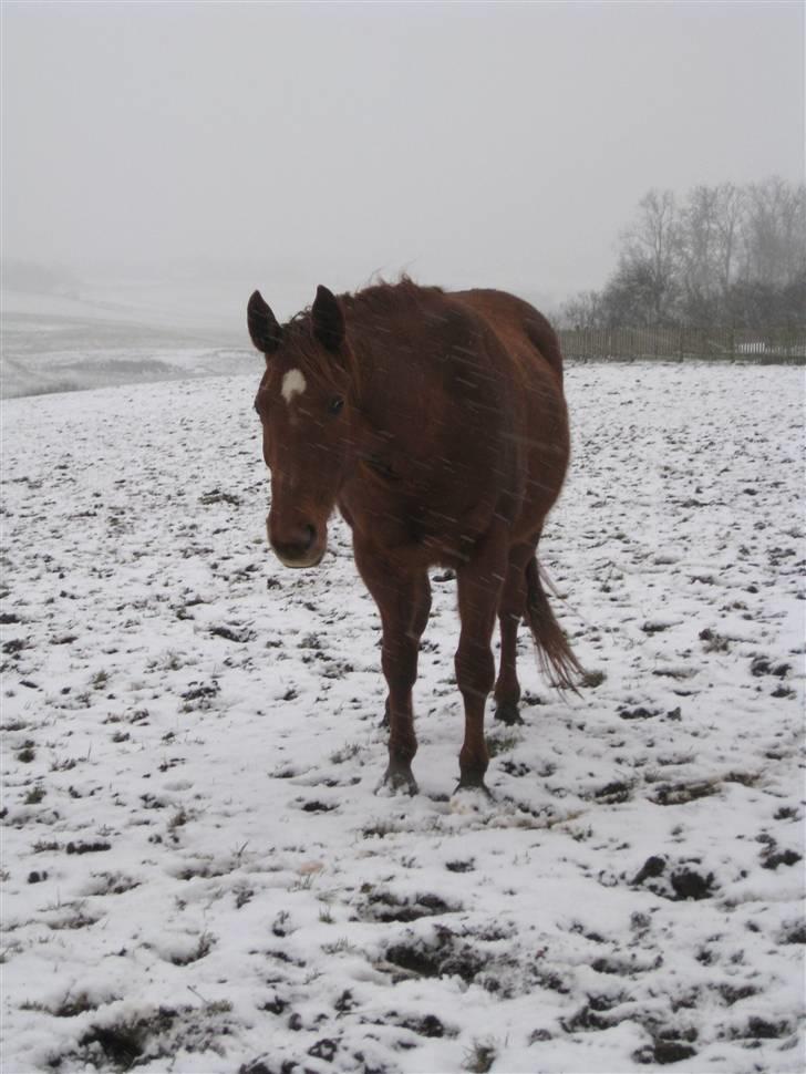 Dansk Varmblod Windy   - *2*   Windy i sneen  09 - 02 2009 billede 2