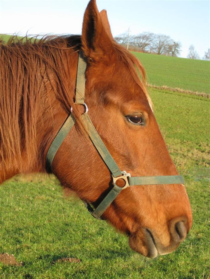 Dansk Varmblod Windy   - *3* billede 3