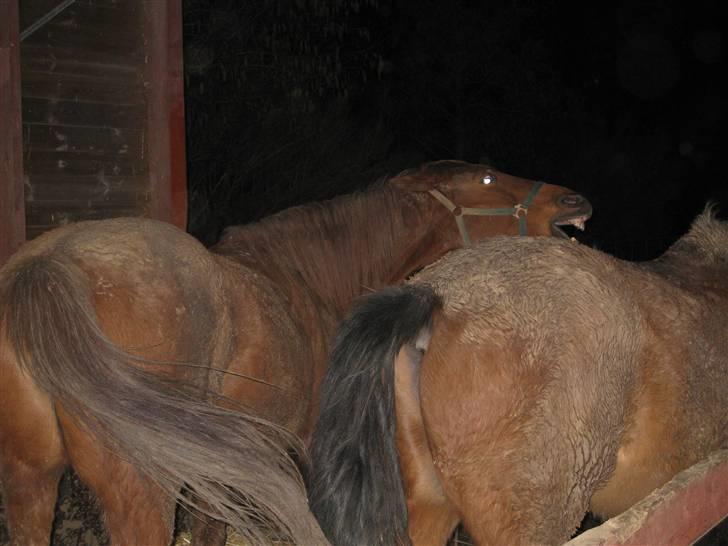 Dansk Varmblod Windy   - *4*  Voldelige Windy billede 4