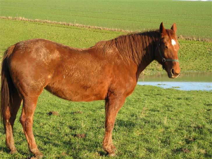 Dansk Varmblod Windy   - *5* billede 5