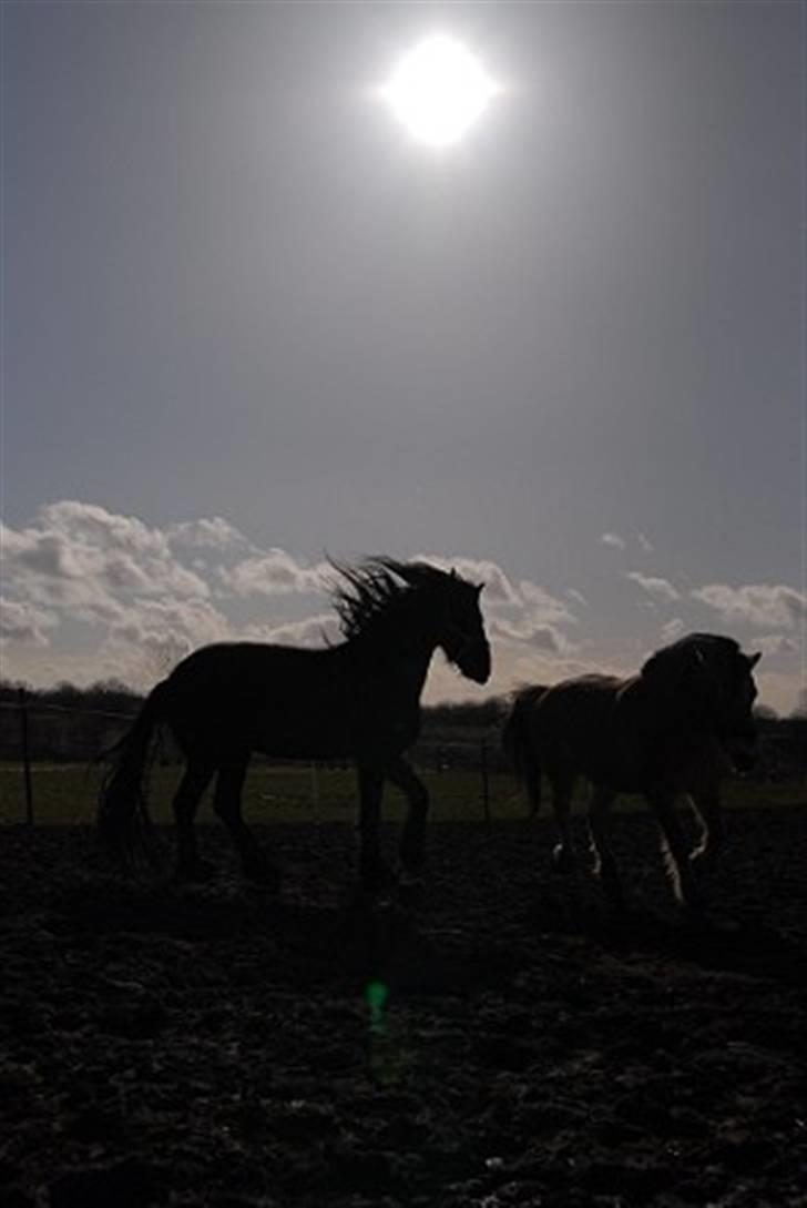 Frieser Hotse - † R.I.P † - Fantastisk billede (: (Foto: A-P.dk) billede 9