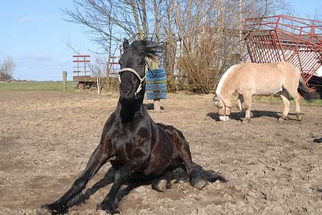 Frieser Hotse - † R.I.P † - Weeee!! Han kan sidde!!:o) (Foto: A-P) billede 10
