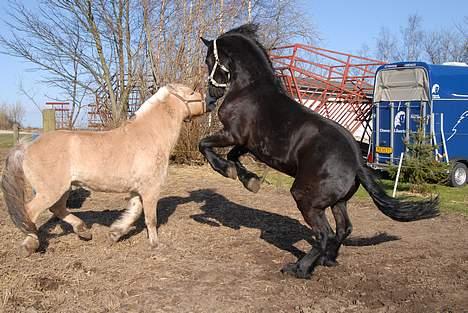 Frieser Hotse - † R.I.P † - Hotte Botte (: (Foto: A-P) billede 11