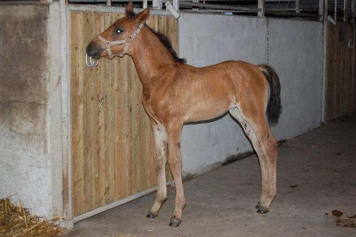 Frederiksborg Pearl FR 8099 •RIP• - nr. 20 Pearl´s første føl Caprice billede 16