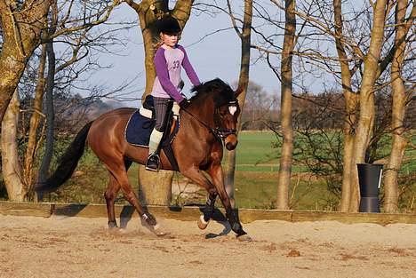 New Forest Opus one - Derssur (: billede 6