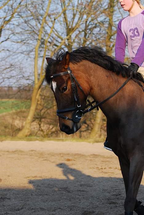 New Forest Opus one - Derssur (: billede 8