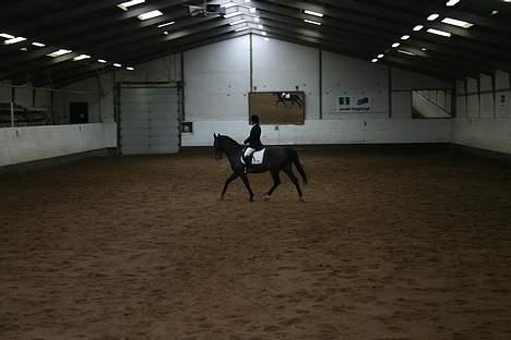 Dansk Varmblod Star-Light billede 4