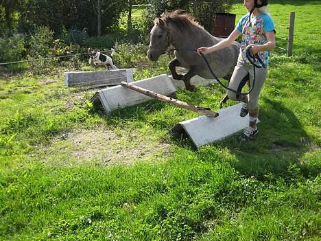 Shetlænder Hollyday (solgt) - max og Hollyday hopper sammen [fotograf: louise min vennide] billede 3