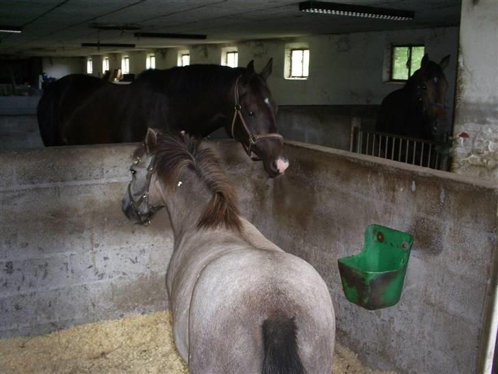 Trakehner Lazio billede 14