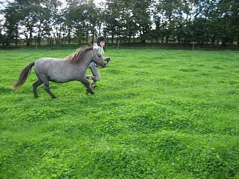 Shetlænder Hollyday (solgt) - Hollyday og mig i fuld galop [fotograf: louise min vennide] billede 4