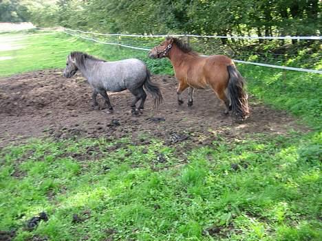 Shetlænder Hollyday (solgt) - Hollyday og kasper [fotograf: janne mig] billede 5