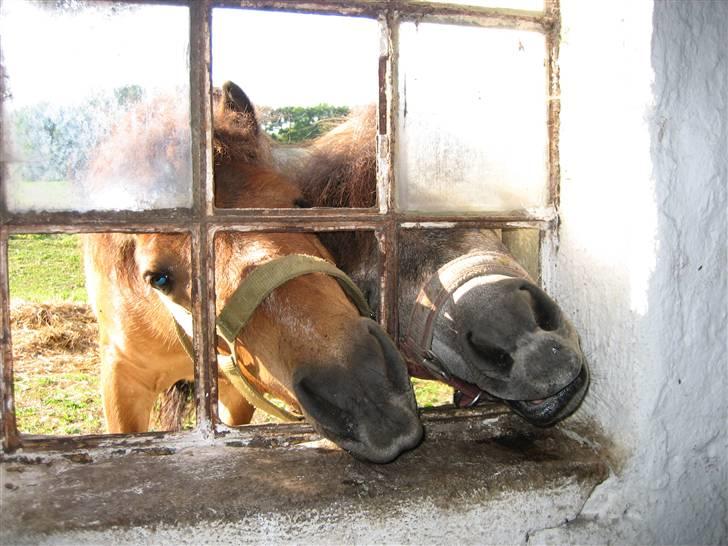 Shetlænder Hollyday (solgt) - hej mig og kasper ser lige om der er nogle inde i stalden [fotograf asta min veninde] billede 6