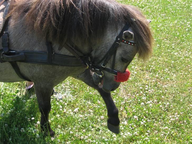 Shetlænder Hollyday (solgt) - jeg kan også gøre det med den anden hov :) [fotograf min vennide asta] billede 8
