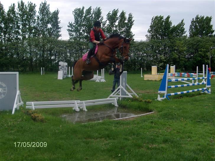 Hannoveraner Hovvejens Avila (Solgt) billede 15