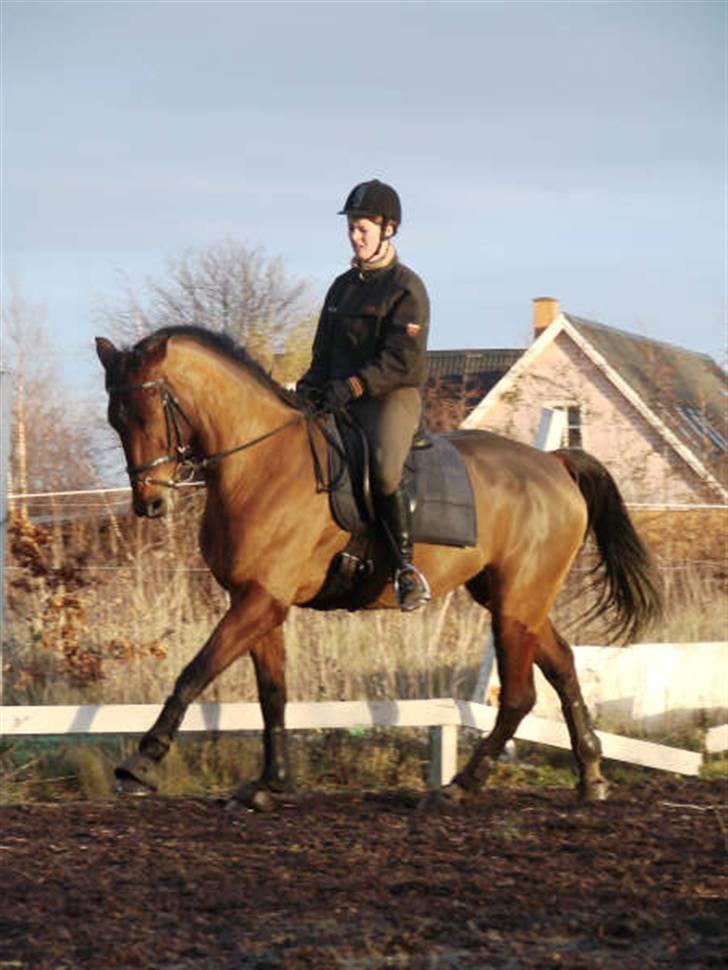 Hannoveraner Hovvejens Avila (Solgt) billede 16