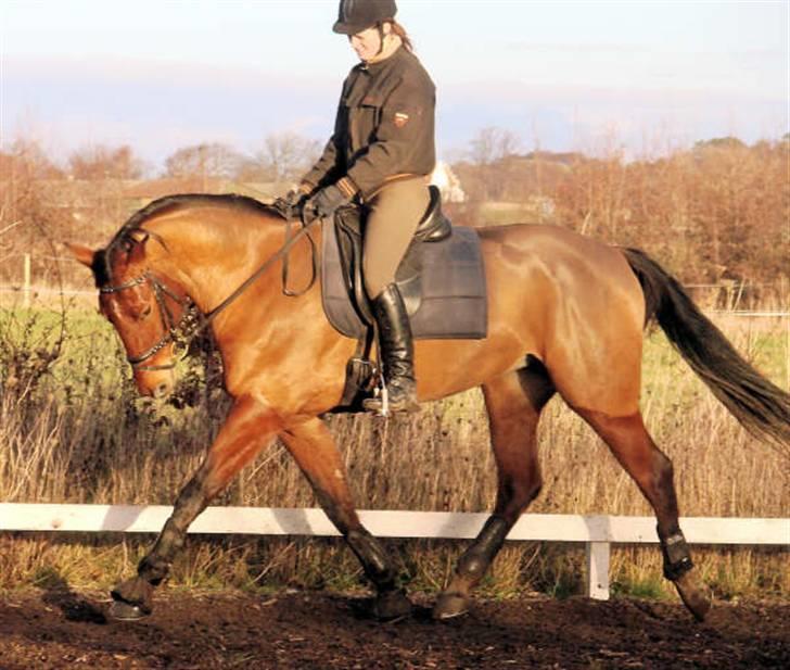 Hannoveraner Hovvejens Avila (Solgt) billede 17