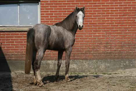 Anden særlig race Prins Fleur(Solgt og har ændret navn) - billedet er taget af: Rikke johnsen billede 2