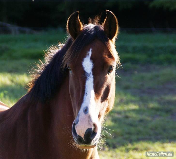 New Forest Firfod Fætter BR solgt billede 1