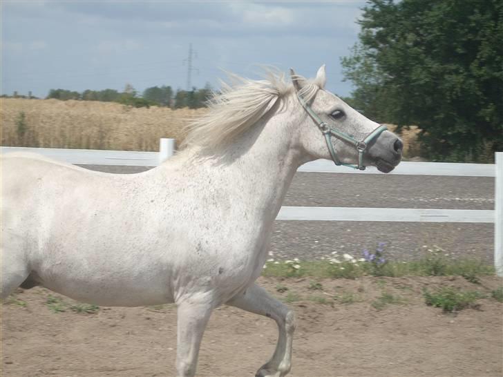 Anden særlig race Spice <3 - Du har Charme og du ved det ;D billede 11