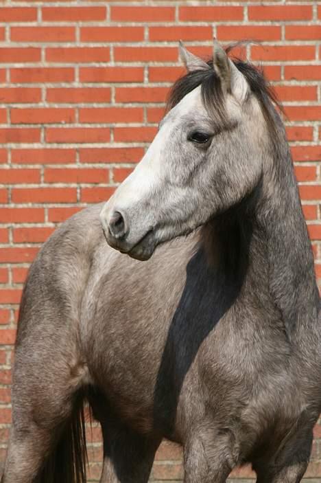 Anden særlig race Prins Fleur(Solgt og har ændret navn) - billedet er taget af: Rikke johnsen billede 4