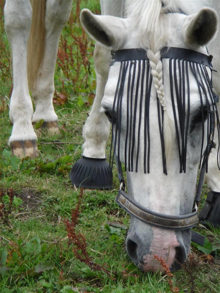 Connemara Skovlundegårds Tilia - mulle min skat<3 billede 7