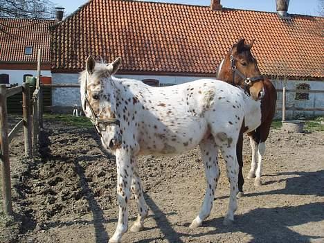 Anden særlig race lille gubban - gubban med sin legekammerat i baggrunden billede 1