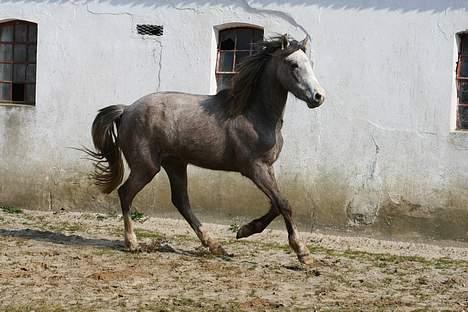 Anden særlig race Prins Fleur(Solgt og har ændret navn) - billedet er taget af: Rikke johnsen billede 6