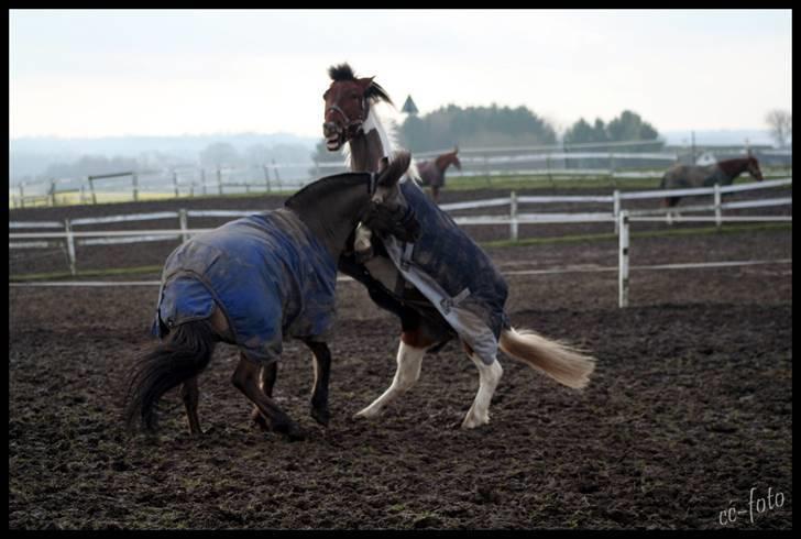 Anden særlig race Mexi <3 Solgt ;( - Mexi og bob .. Han er lidt syg i boldenxD men elsker ham alligevel <3(: billede 3