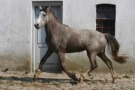 Anden særlig race Prins Fleur(Solgt og har ændret navn) - billedet er taget af: Rikke johnsen billede 12
