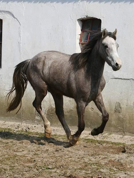 Anden særlig race Prins Fleur(Solgt og har ændret navn) - billedet er taget af: Rikke johnsen billede 13