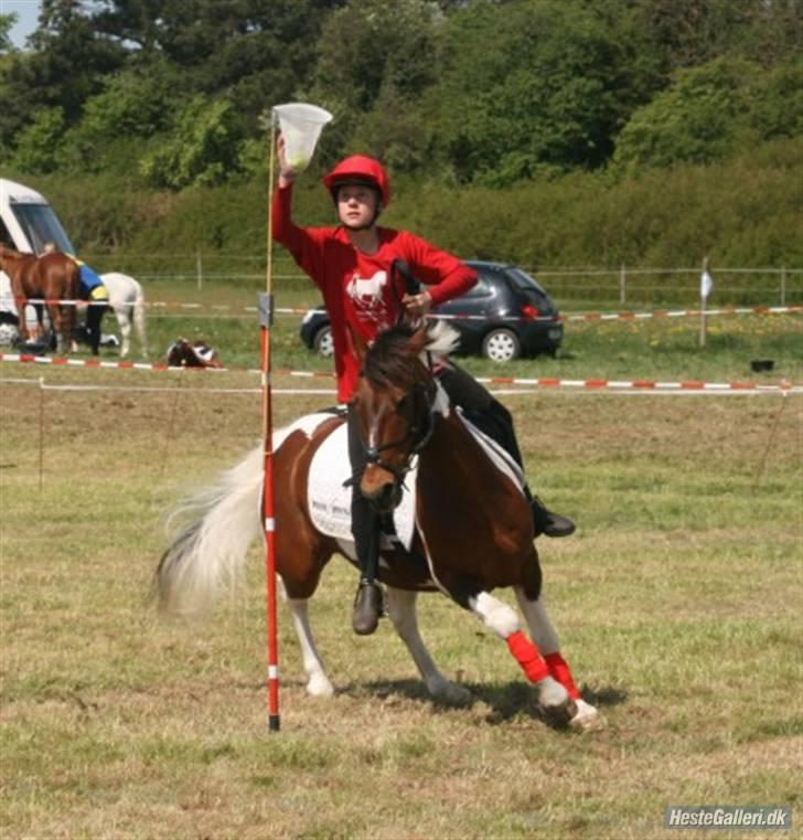 Anden særlig race Mexi <3 Solgt ;( - nordicleague i danmark, halo :) billede 5