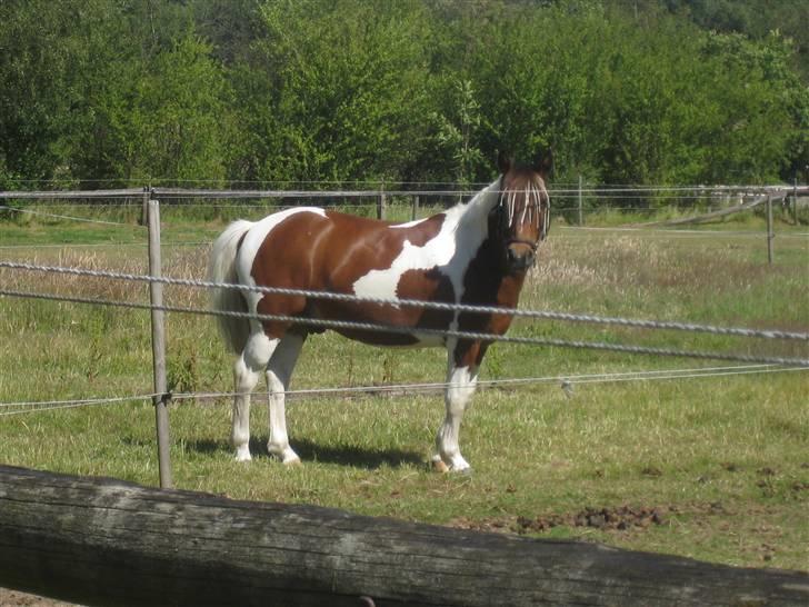 Anden særlig race Mexi <3 Solgt ;( - Smukke drengen, i sommers da vi kom ned til ham :o) <3 billede 7