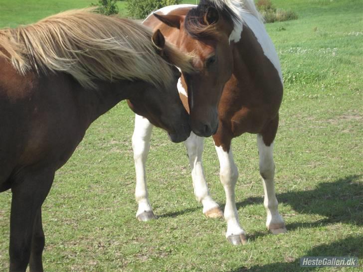 Anden særlig race Mexi <3 Solgt ;( - Mexi og flicka på åsen (: billede 8