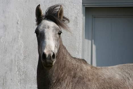 Anden særlig race Prins Fleur(Solgt og har ændret navn) - billedet er taget af: Rikke johnsen billede 16