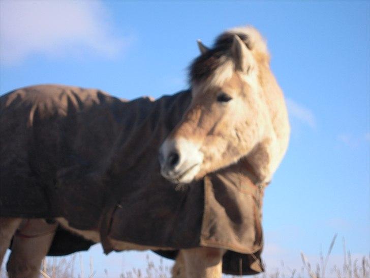 Anden særlig race Buller R.I.P - NYT.  billede 8