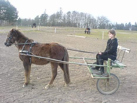 Anden særlig race Victor - Line og Victor køre vogn billede 5