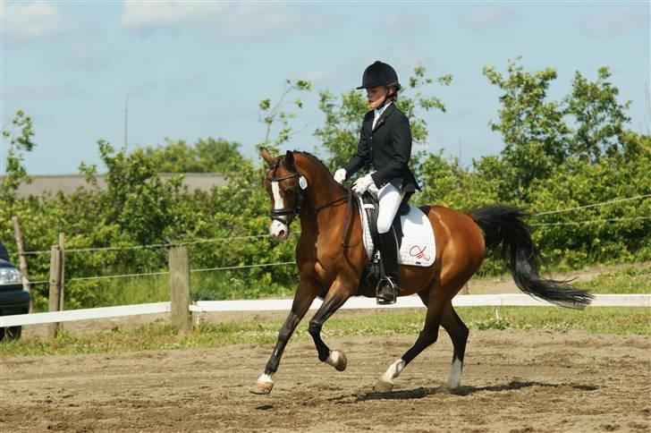 Hollandsk Sportspony Candy  - Thorsø d. 14 Juni 09 :) billede 2