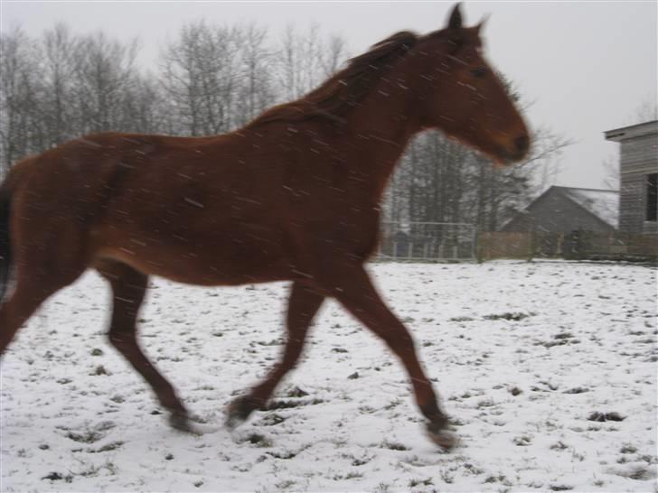 Dansk Varmblod Windy   - *6* beklager kvalitet,  men kiig hendes trav billede 6
