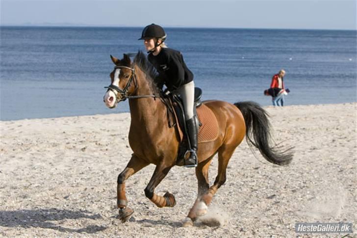 Hollandsk Sportspony Candy  - Fuld gas Ö <3 billede 3