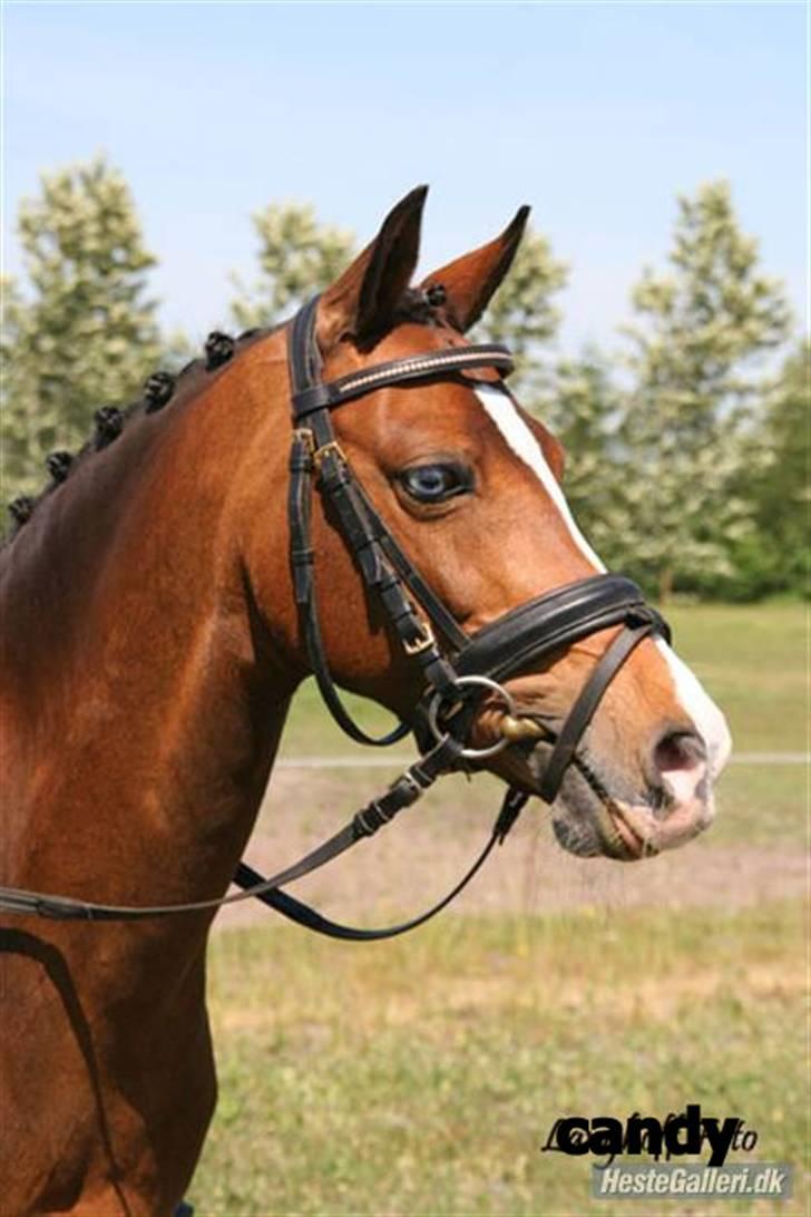 Hollandsk Sportspony Candy  - ékstreeeeeeeeeeeeeeem smuk pony! :) <3 billede 4