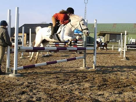 Anden særlig race Silver Boy -HVIL I FRED!  - Spring den 23 marts :D 70-80cm.  <3 - fotograf: Rebekka Bisgaard. :D billede 4