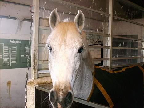 Anden særlig race Silver Boy -HVIL I FRED!  - Silver i sin boks :b -foto diana billede 6