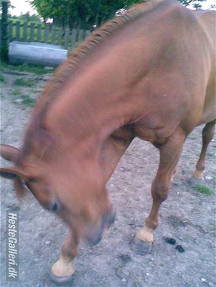 Dansk Varmblod Windy   - *7* jeg bukker for fotografen    billede 7